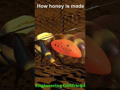 वीडियो: भूगोल मधुमक्खी कैसे काम करती है?