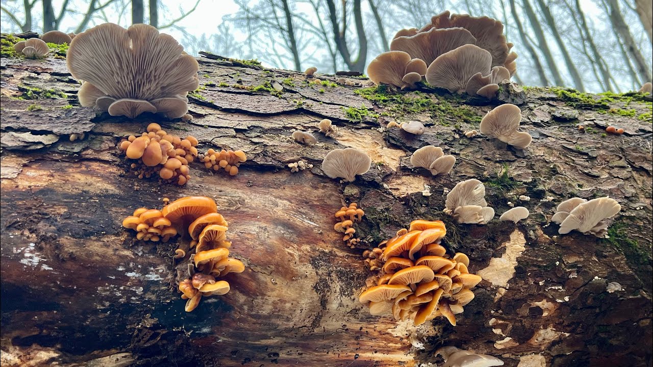 🌲🌲🌲🍄🍄🍄🌲🌲🌲7.12.2025. Rozmrzli nám penízovky a hlívy ústřičné.