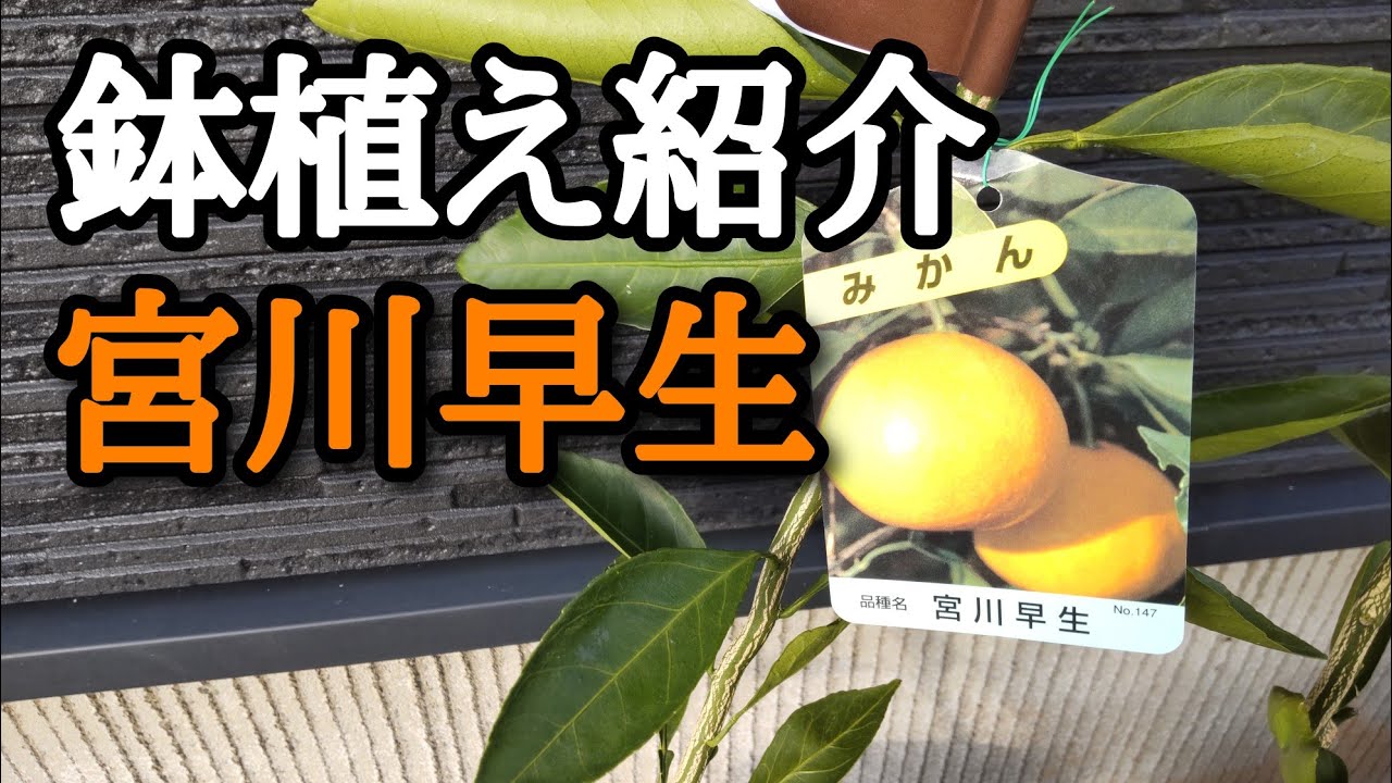 秋に鉢植えした宮川早生の紹介！ 石川県でみかん栽培 - YouTube