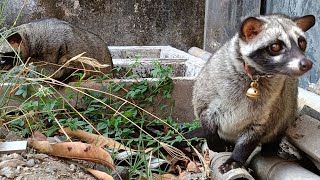 suyora anabul family 4/8/26 #livestream #musang #anabul