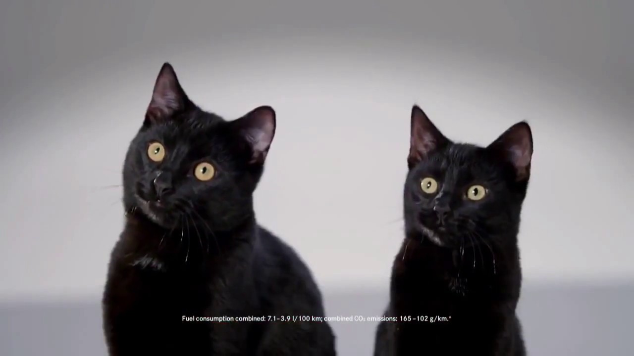 The Top 3 Cat Car Commercials Ever Created YouTube