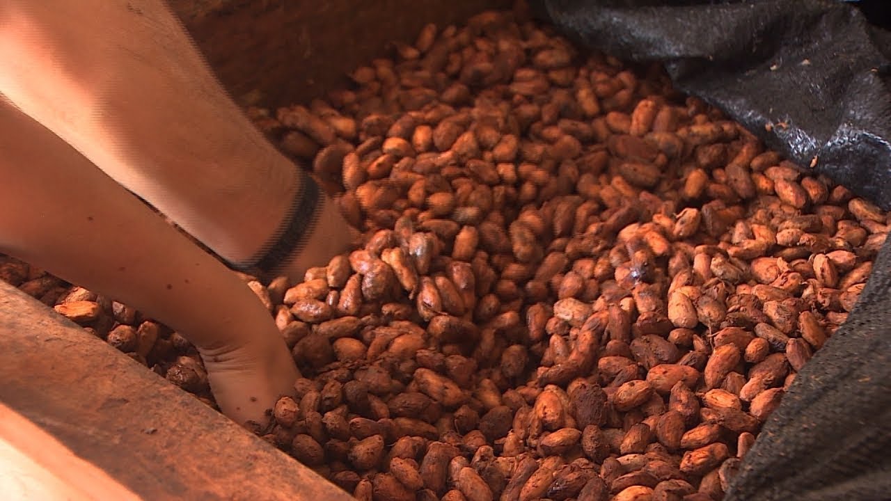La ruta del chocolate: del árbol a la barra