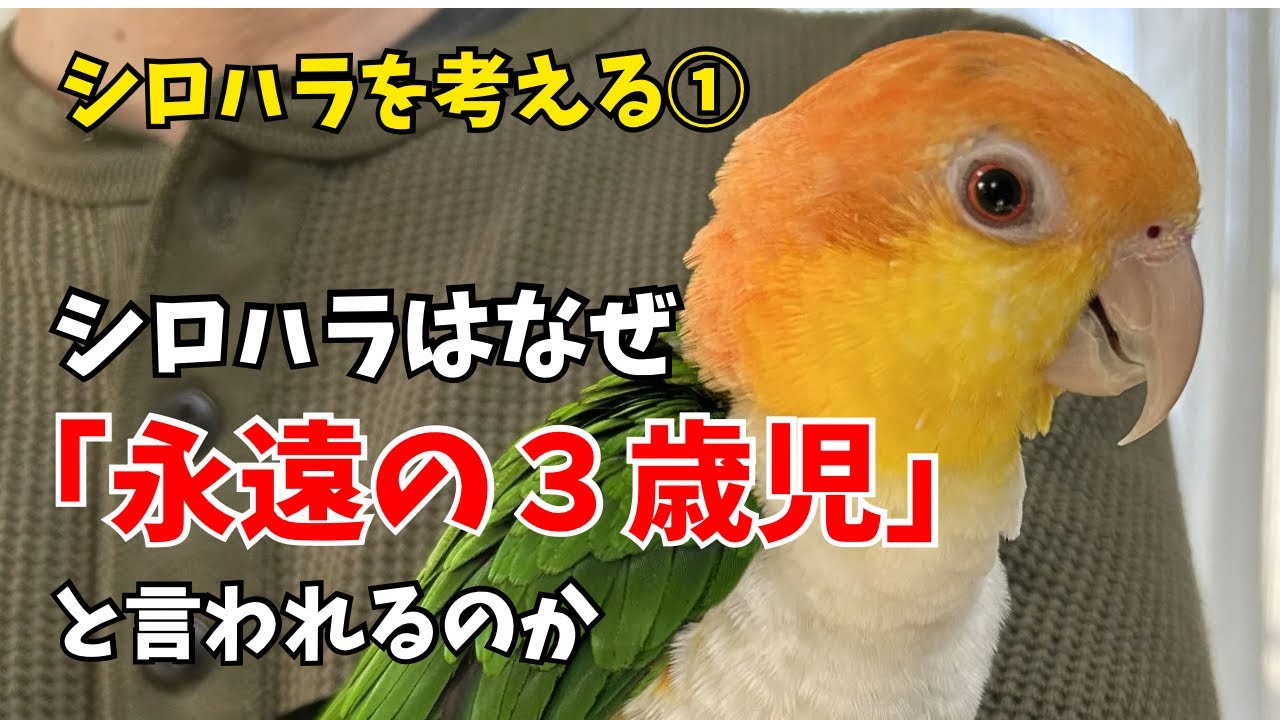シロハラはなぜ「永遠の3歳児」なのか？真面目に考えた結果【シロハラインコ】