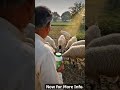 Fast Calf Growth Promoter calf vardhan | Strong Immunity &amp; Better Weight Gain for Healthy Livestock