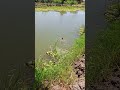 المتعه في سمك الحشيشه 
