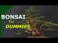 Starting with bonsai made easy an overview to start growing bonsai