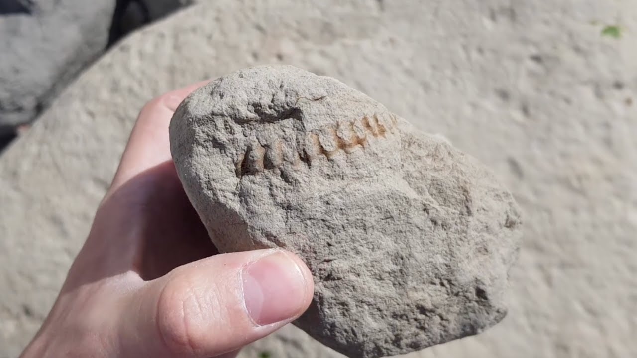[Fouille Fossile] - Enfin des ammonites au Cap Blanc-Nez