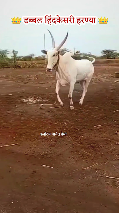 Harnya Bail Kolhapur 👑 #shorts #bailgadasharyat