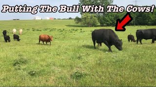 Putting The Bull With The Cows! by Andrew Morris  195 views 1 year ago 3 minutes, 29 seconds