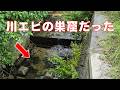 淡水エビがうじゃうじゃ湧く水路【ヌマエビの種類】