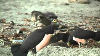 Maleo Nesting In Sulawesi