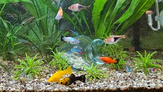 SMALL ECOSYSTEM UNDERNEATH