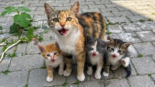 The silent struggle of an abandoned mother cat protecting her kittens from traffic