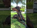 🥰 #puppy #dogmom #pets #love #dogsofinstagram #doberman #trendingaudio #bemyfriend #lovingdog