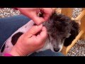 How To Pluck & Clean Ears