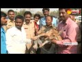 Deer on Road at Shamshabad