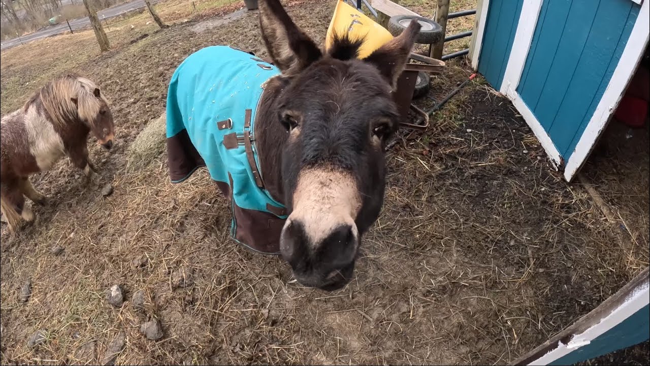 Donkey check in ! - YouTube