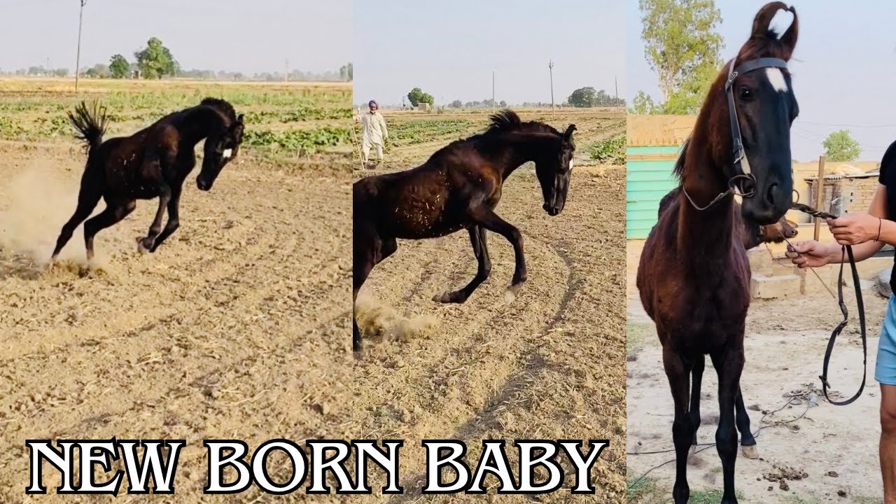 Horse Video | New Horse Video | Black Horse | Horse Ride | Sukhi ...