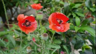 Corn poppy - from flowers to seeds May 2021