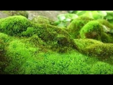 Vidéo: Moss In Plant Pots : Conseils pour faire pousser de la mousse dans des conteneurs