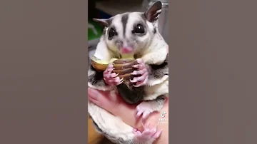 Белка летяга 🥰