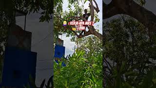 Bagian Nebang-Nebang#kerja #kerjo #arborist #climber #rappel #ropeaccess #pohon #taman