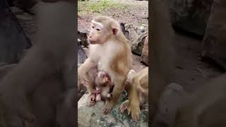 Adorable monkey baby and little monkey baby is so cute and lovely.