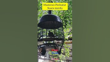 Perkutut Lokal Alam Manggung gacor masteran pikat suara burung #perkutut #gacor #bird #hobi #jawa
