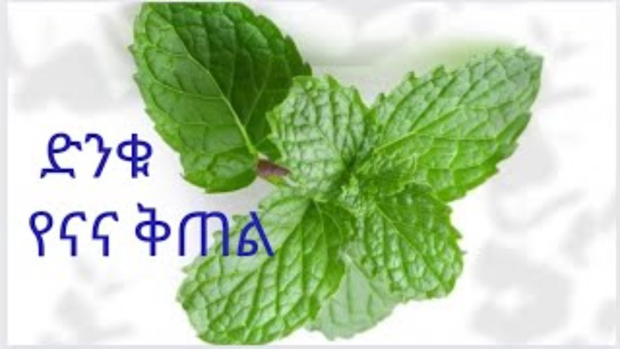 የናና ቅጠል ጥቅም/ናና ቅጠል ጥቅም