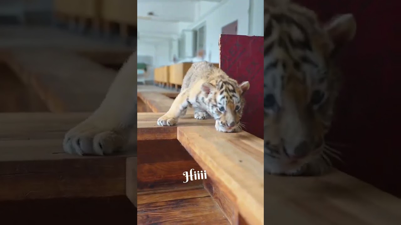 Adorable Baby Cheetah Playing for the First Time 