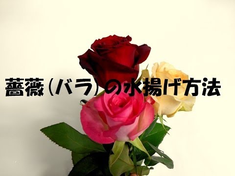 バラ 薔薇 の水揚げ方法を教えます 家にあるもので簡単に出来るスペシャルな方法です Flower Tv Youtube