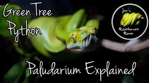 Green Tree Python Paludarium Explained & Update