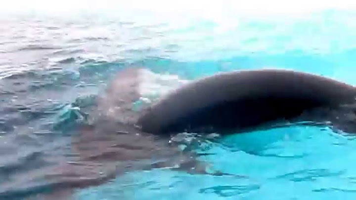 Antarctica Leopard Seal Comes Close To Zodiac to Play!