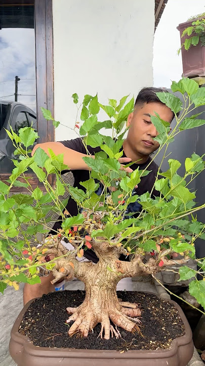 Ternyata bonsai murbei harganya tidak kaleng kaleng mahal banget