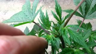 Update: dte genetics