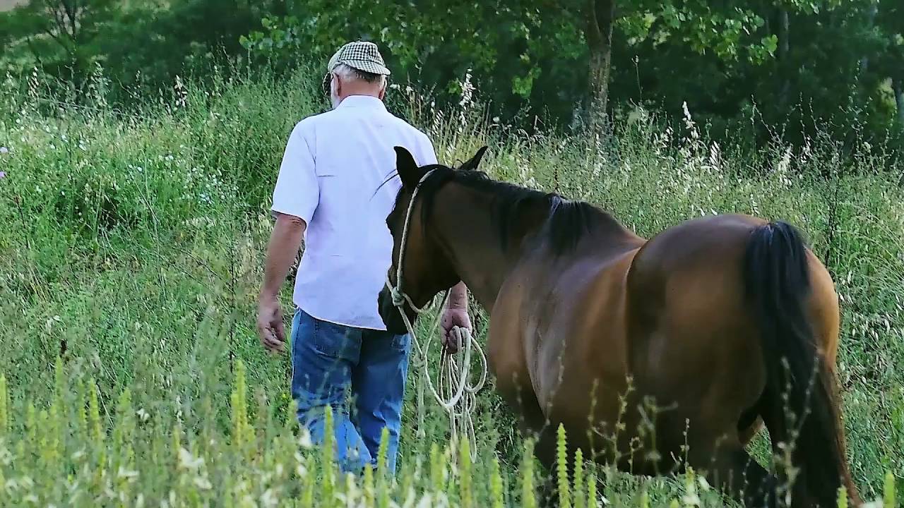 Hard to catch horses by Paul Randall YouTube