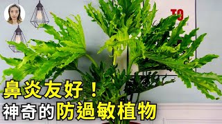 養花也能治鼻炎？4種神奇的防過敏花，讓你的呼吸無比通暢！|花花世界