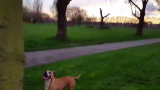 Pitbull Dog Stunt Video Tree Jumping