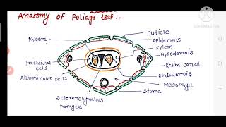 Anatomy of Pinus foliage leaf (needle)