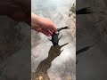 catching fish #fishing #fish #fishinglife #amazing #angler