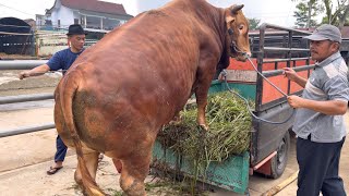 Download Lagu EEN UNIEKE REUZENKOE DIE VAN EEN DIKKE VRACHTWAGEN AFSTAPT - HILARISCH EN ONGELOFELIJK‼️🔥🔥🔥 MP3