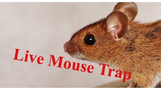 How to make a humane mouse trap.