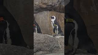 penguin Party Tiny Birds Big Cuteness 