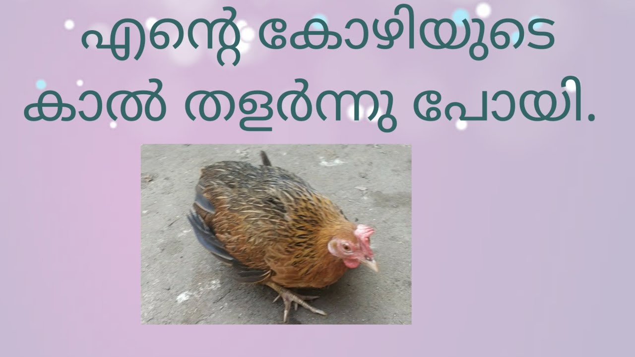 കൊഴിടെ കാലു തളർന്നു പോയി||Leg paralysis in chicken |remedy for leg paralysis in chicken