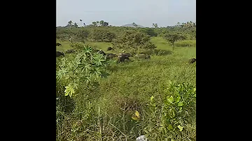 Индийские быки!
