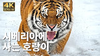 시베리아 무자비한 자연! 극한 추위 속 야생동물들의 생존 스토리 | 시베리안 허스키와 타이간의 감동적인 여정