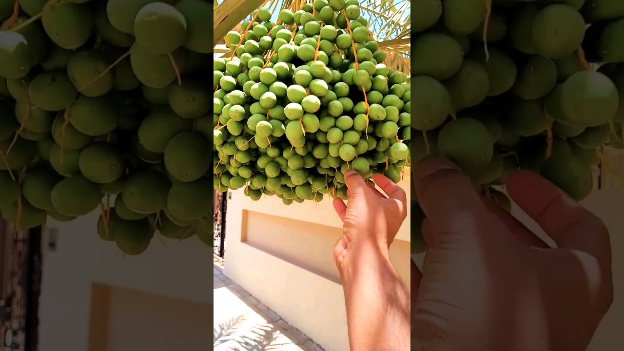 Green, unripe dates on a date palm YouTube