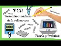 PCR: Reacción en cadena de la polimerasa [TEÓRICO Y PRÁCTICO]