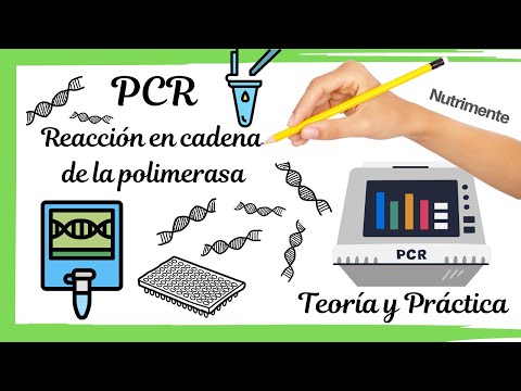 Video: ¿Cuáles son los reactivos necesarios para la PCR y cuál es la función de cada uno?