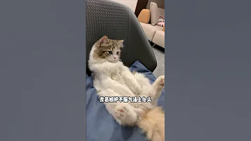 此时的我已经瑟瑟发抖了 萌宠出道计划 记录猫咪日常 猫咪的迷惑行为 铲屎官的乐趣 